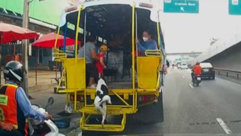 Heartwarming Tale: Stowaway Stray Dog Wants to Ride on a Bus