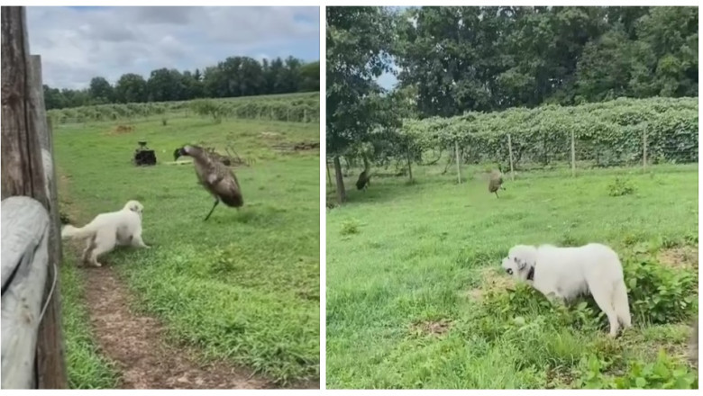 Unlikely Comedy Showdown: Dog Takes on Two Turkeys in a Feathery Face-Off!