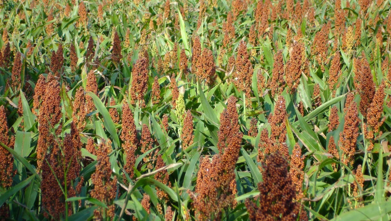 Scientists Engineer Crops to Consume More Carbon Dioxide