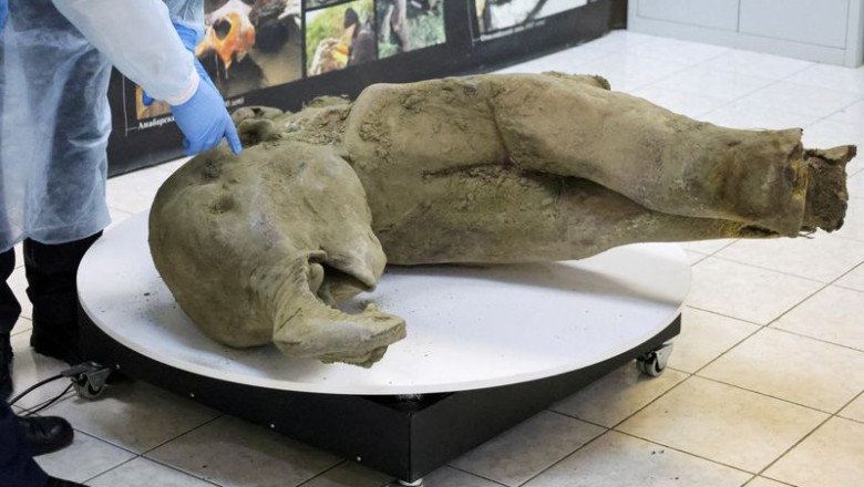 Young mammoth remains found nearly intact in Siberian permafrost