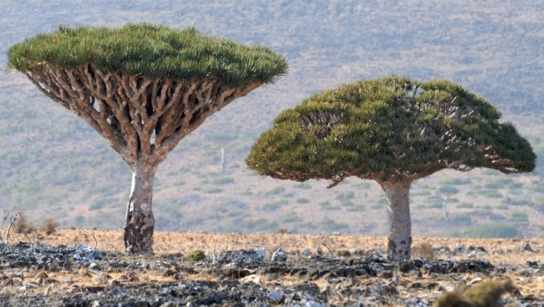 "Socotra's Extraterrestrial Trees: Nature's Living Aliens!