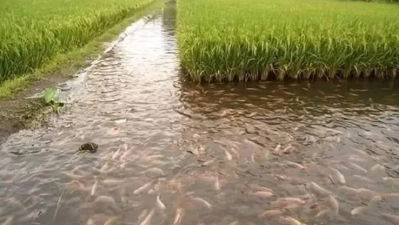 Sustainable Farming Innovation: Indonesia's Integrated Fish and Rice Farming!