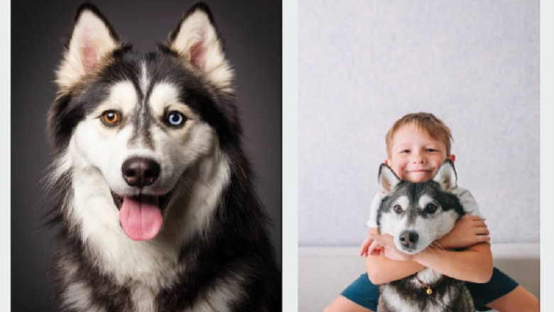 Family Adopts Adorable Dog, Vet Calls Police for Shocking Reason!