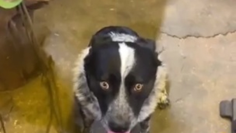 Dog's Worst Nightmare: Terrified of New Friend!