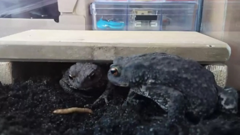 "Frog Frenzy: Intense Worm-Eating Competition!
