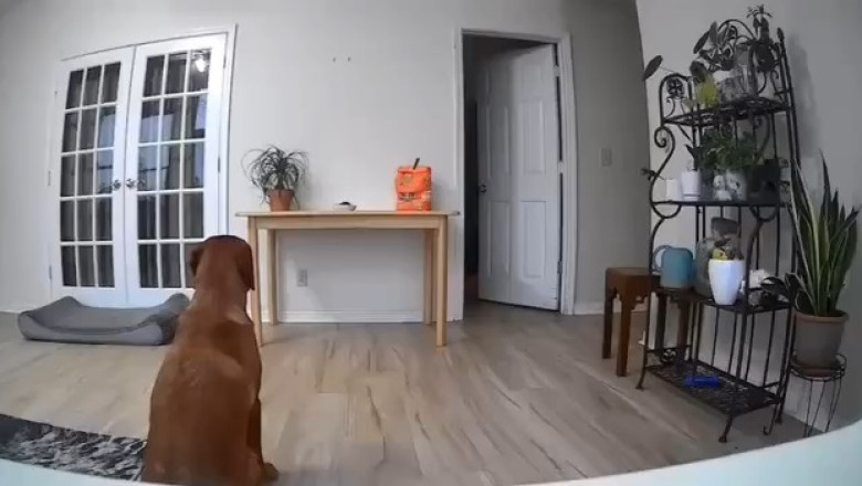 Adorable Duo: Dog and Cat Strike a Pose!