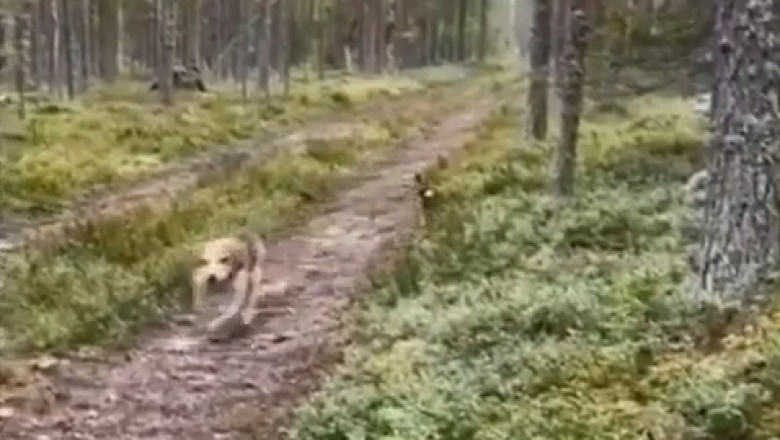 Epic Forest Chase: Dog vs. Rabbit!