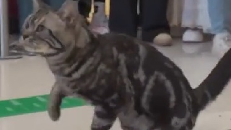 Skating Cat Sensation: Feline on Wheels!