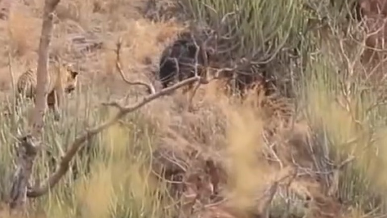 Tiger vs. Bear: Forest Showdown!