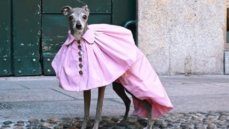 Meet Tika the Iggy: Fashionista, Activist, and Social Media Sensation