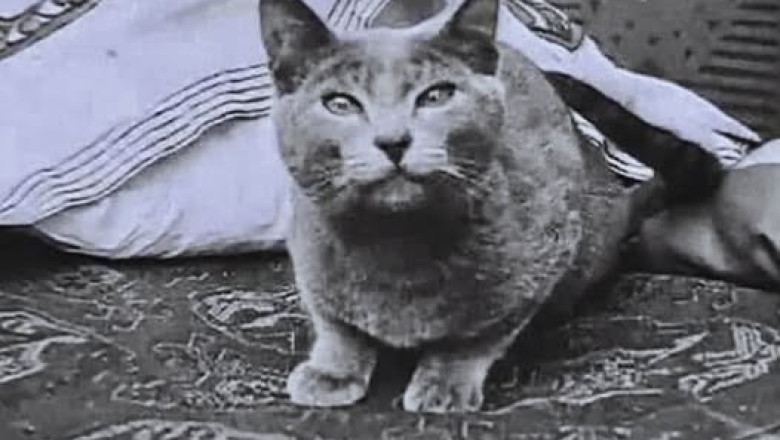 Pepper: The Silent Film Cat Who Stole Hearts in the 1910s