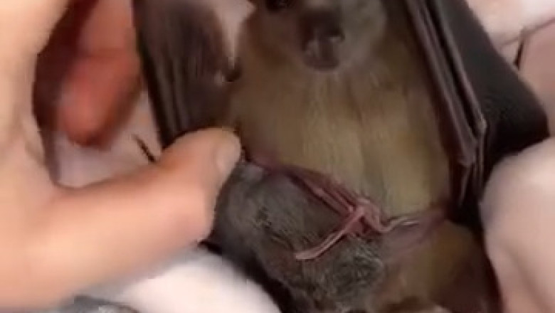 Adorable Bats in Action: The Cutest Flying Mammals You'll Ever See!