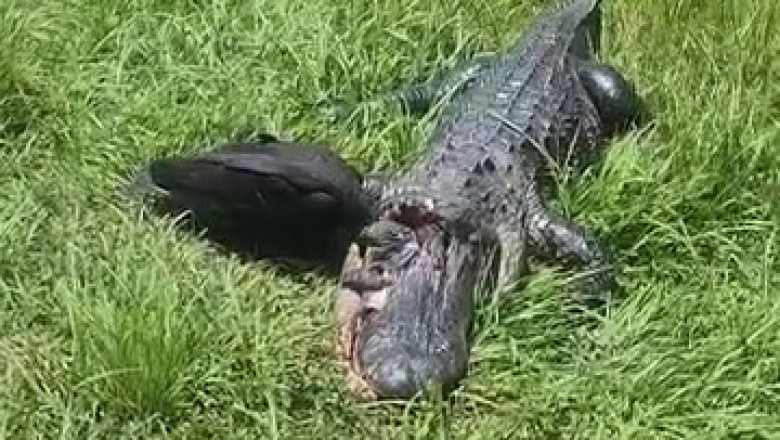 Nature's Ultimate Showdown: Crow vs. Crocodile! 🦅 vs. 🐊