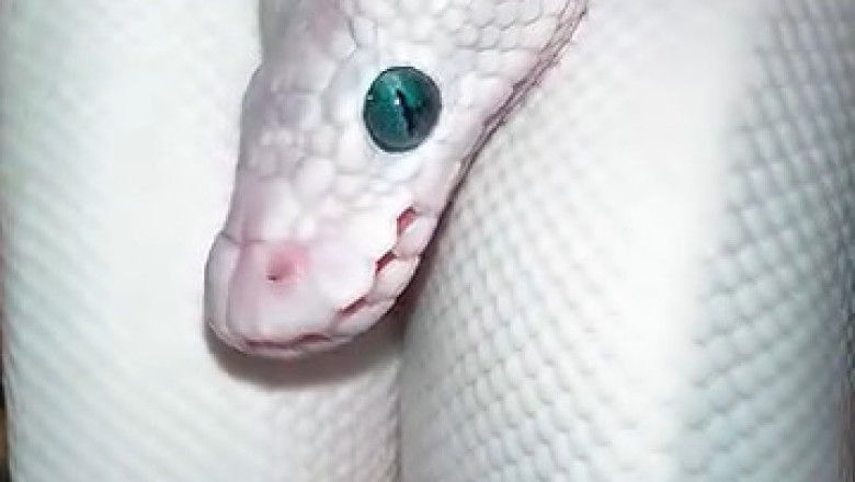 Serenity in Scales: Meet the Most Peaceful Snake You'll Ever See!