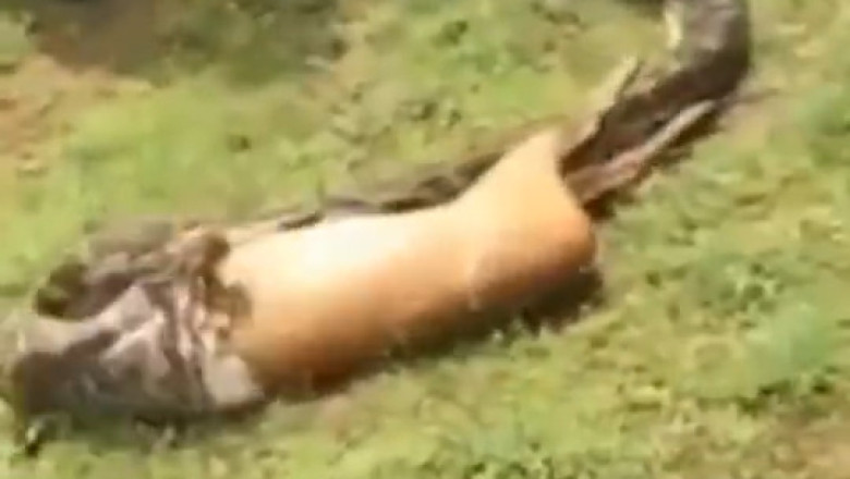 Unbelievable! Watch a Snake Devour a Gazelle in Just 5 Seconds!