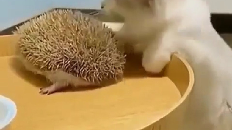 Cuteness Overload! Cat Uses Hedgehog as the Ultimate Chin Scratcher!