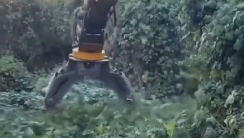 Kudzu Crisis: The Vine That Swallowed the South - Watch as We Fight Back!