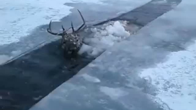Heroic Rescue: Stuck Deer Saved from Icy Waters!