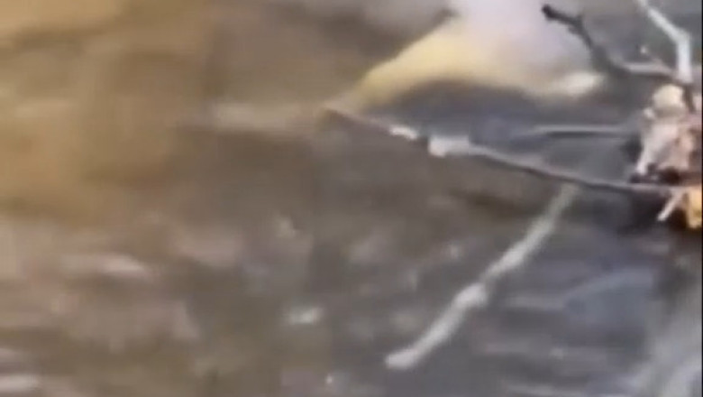 Stuck in the Heat of Battle: Gazelle Gets Horned in Hilarious River Showdown!