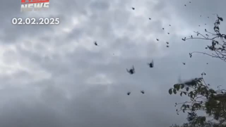 errifying Spider Apocalypse: Thousands of Spiders Rain from the Skies in Brazil