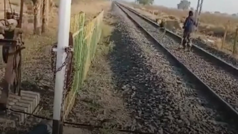 Heroic Guard Saves Majestic Lion From Train Tracks In Breathtaking Viral Clip