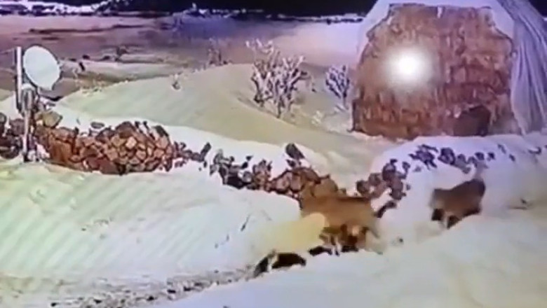 Incredible Survival: One Dog Vs. Six Wolves - You Won't Believe What Happened!