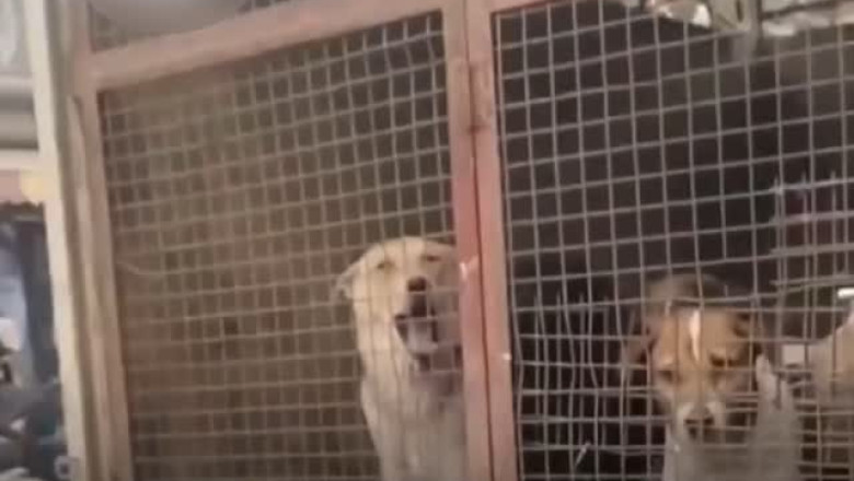 Shocking Video: Man Releases Dogs Onto Road, Sparks Debate Over Kindness vs. Foolishness