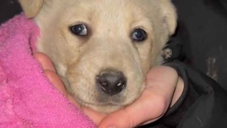 Heroic Rescue in Voronezh: Community Unites to Save Trapped Puppy!