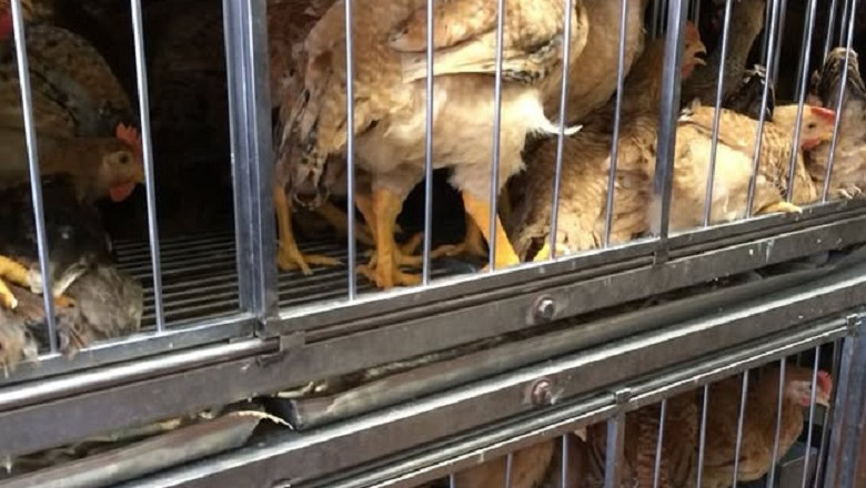 NY Governor Orders Live Poultry Market Shutdown Amid Bird Flu Outbreak