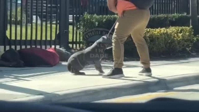 Shocking Video of Dog Beating Sparks Outrage: Demand for Justice Grows