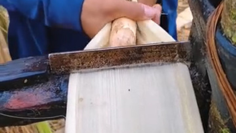 Traditional Craftsmanship: Extracting Threads from Palm Leaves