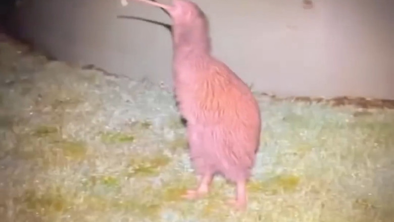 Exploring the Fascinating World of Bird-Like Animals